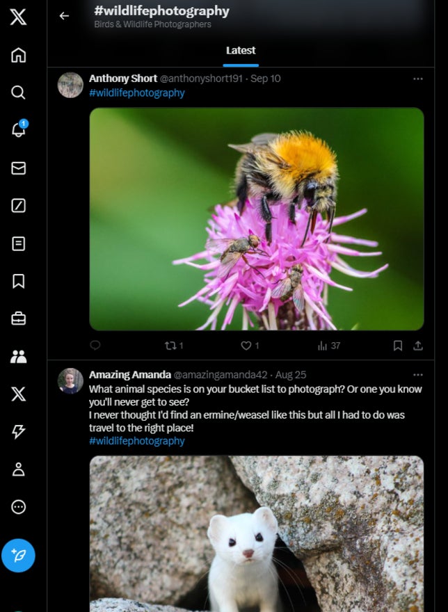 search results for the wildlife photography hashtag on X with photography of a bee and a weasel